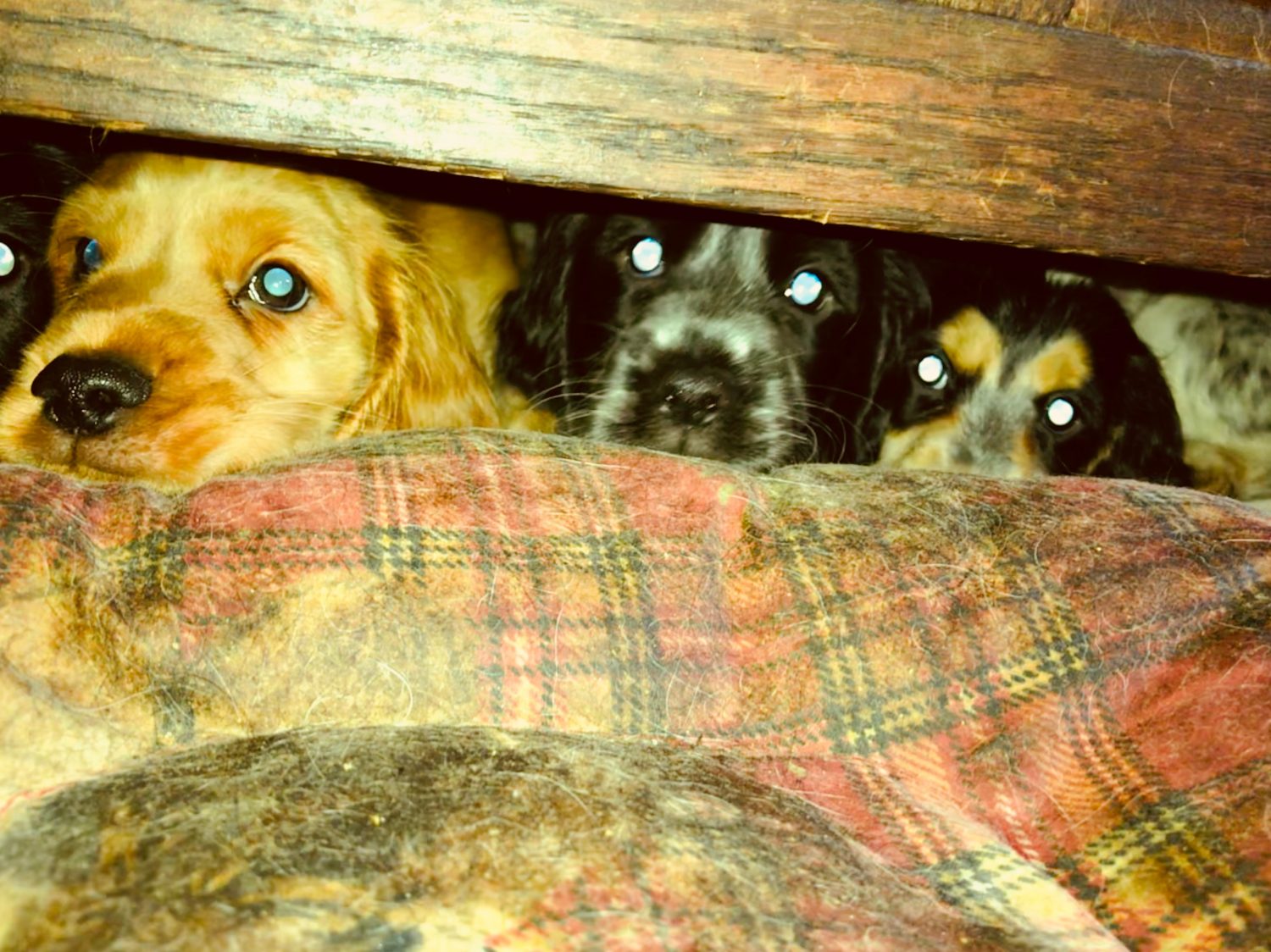 30 Millions D'amis Chiots Cockers à Adopter 2020
