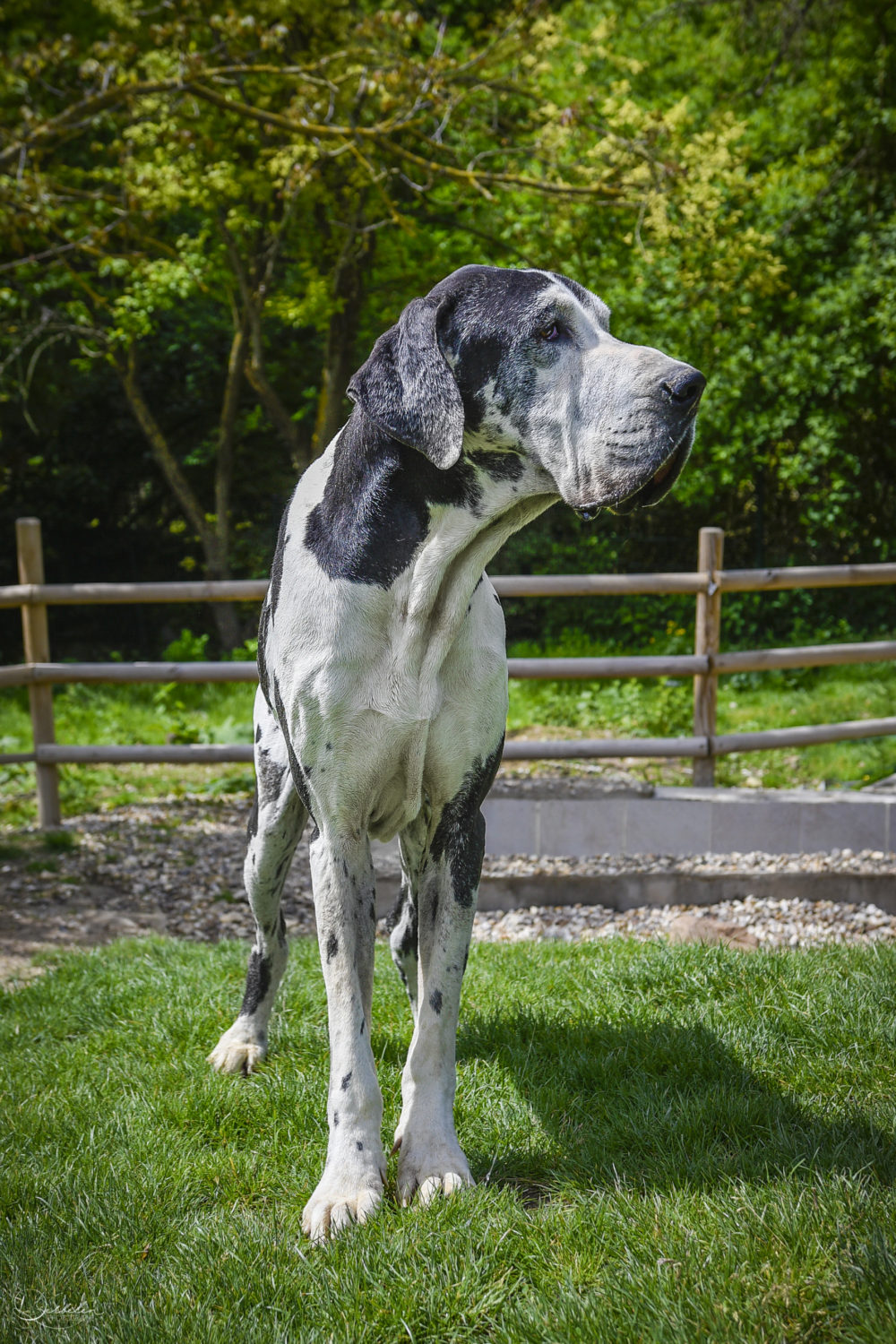 Cet adorable dogue allemand a besoin de vous présentation de Galilée du refuge de
