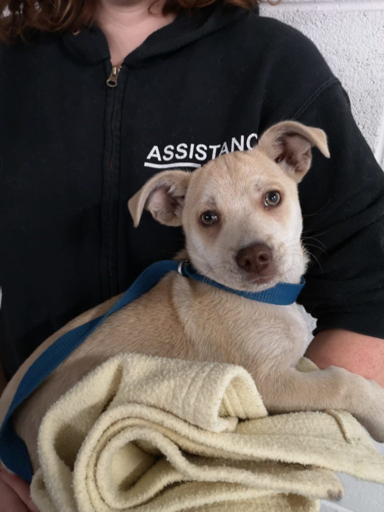 Deux chiots ont été saisis par la Fondation : ils étaient utilisés à