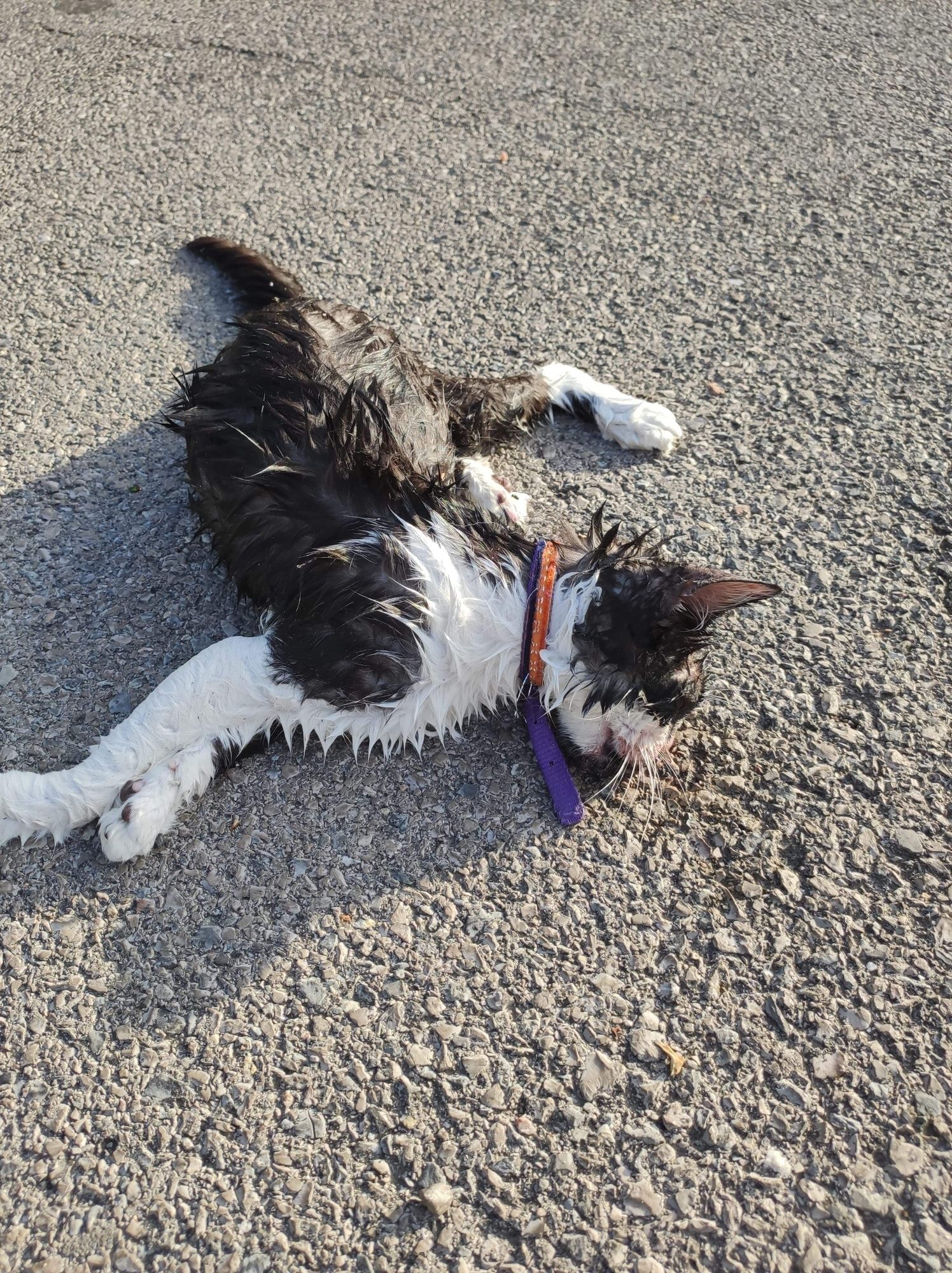 Hérault un chaton retrouvé mort après avoir été jeté pardessus une clôture, la Fondation