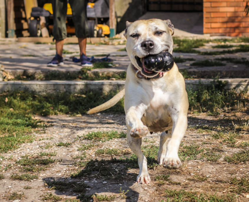 Refuge De La Fondation Assistance Aux Animaux à Villevaudé