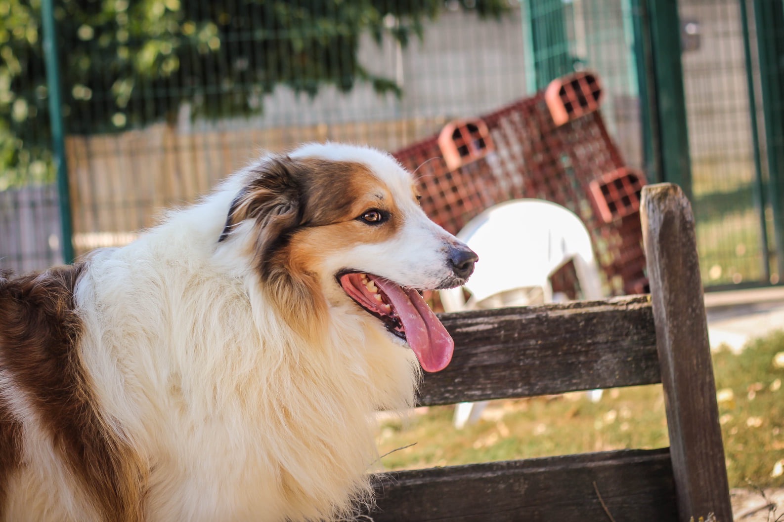Refuge De La Fondation Assistance Aux Animaux à Villevaudé