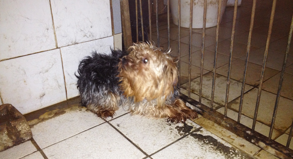 Sauvetage de chiens dans un élevage clandestin par la Fondation Assistance aux Animaux