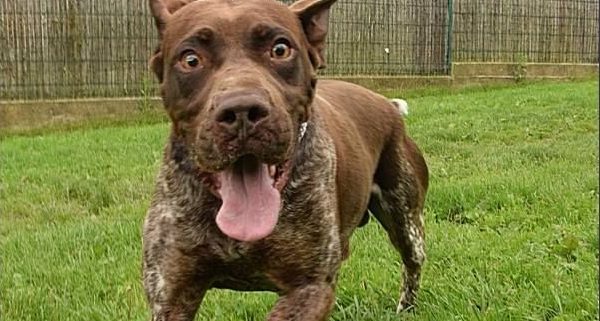 Chien à l'adoption