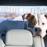 Chien en voiture