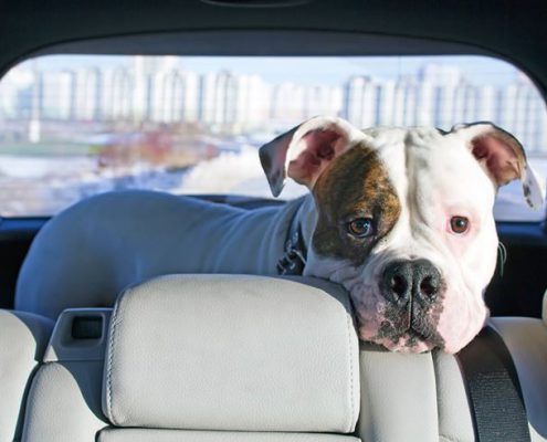 Chien en voiture