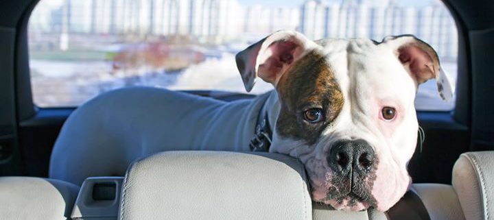 Chien en voiture