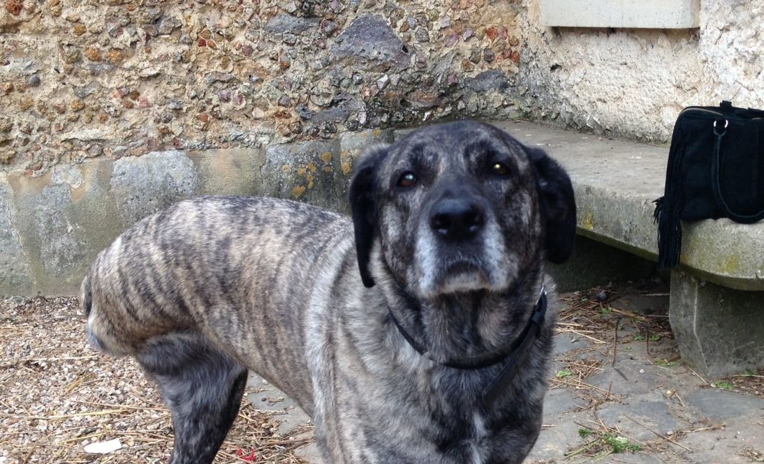 Cherche famille du0027adoption pour chien handicapé en Seine et Marne 