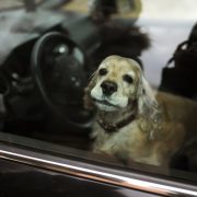 Chien laissé dans une voiture