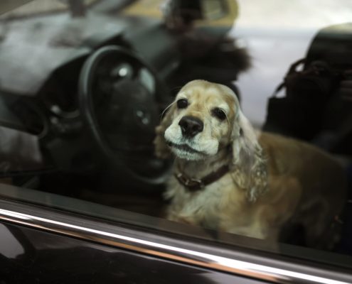 Chien laissé dans une voiture