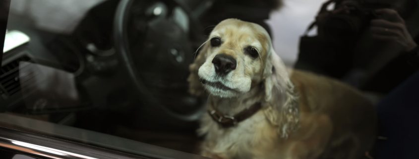 Chien laissé dans une voiture