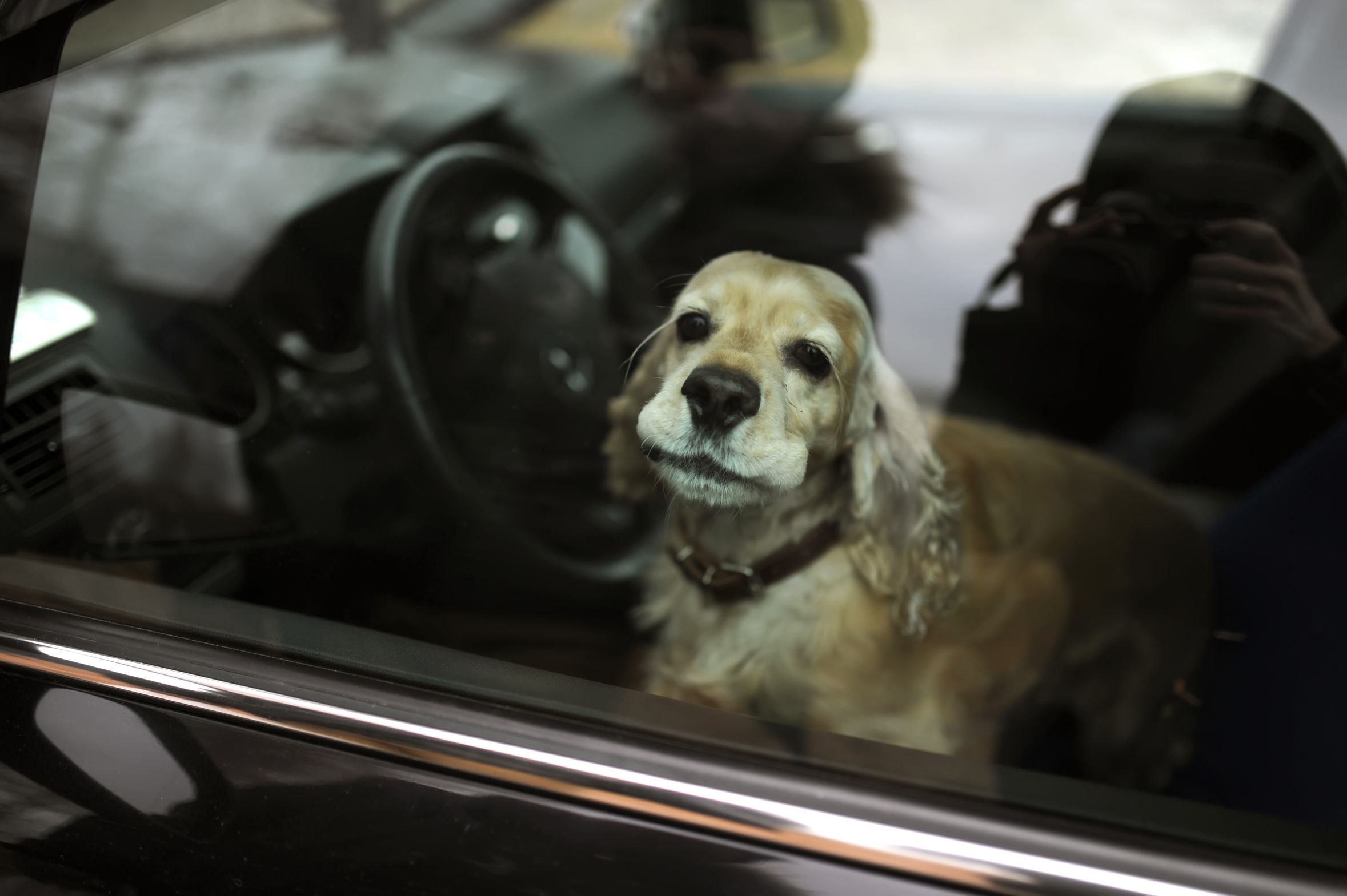 Loi : que faire si on trouve un chien dans une voiture en plein