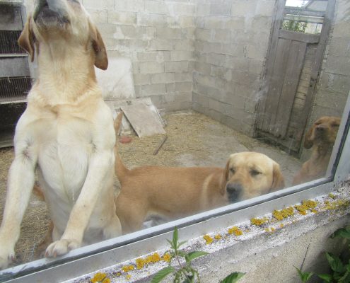 Chiens enfermés dans une cage