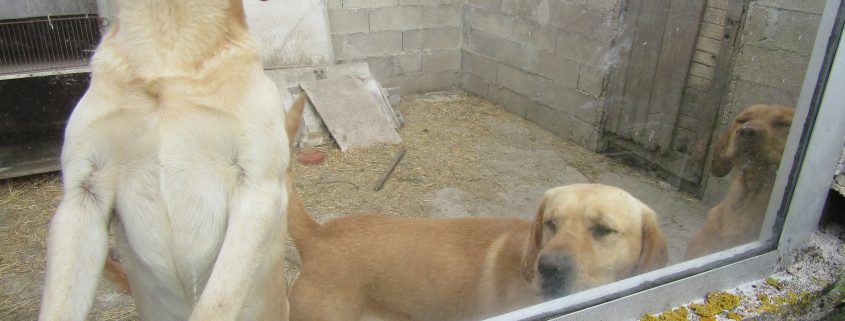 Chiens enfermés dans une cage