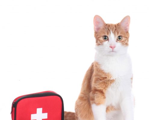 Premiers secours animaux