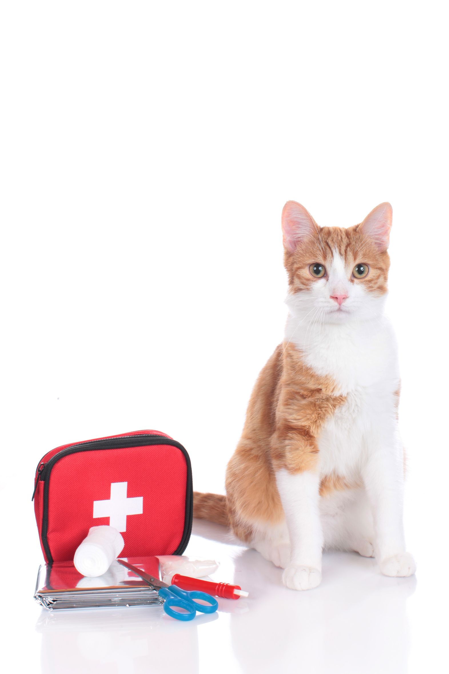 Trousse de premiers secours pour chien et chat