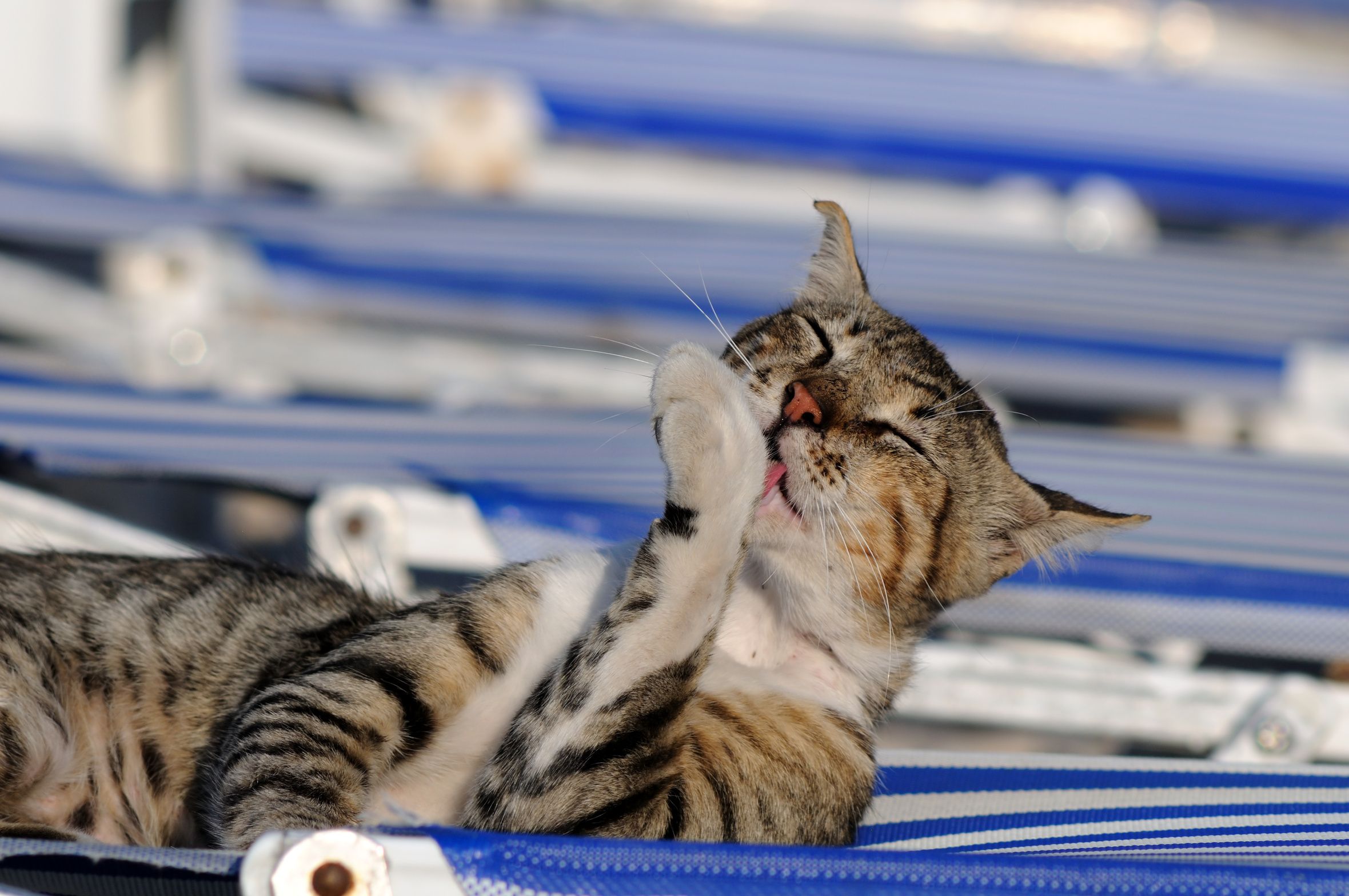 Partir En Vacances Avec Son Animal De Compagnie Chien Chat Fondation Assistance Aux Animaux Actualites