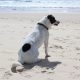 Mon chien en vacances