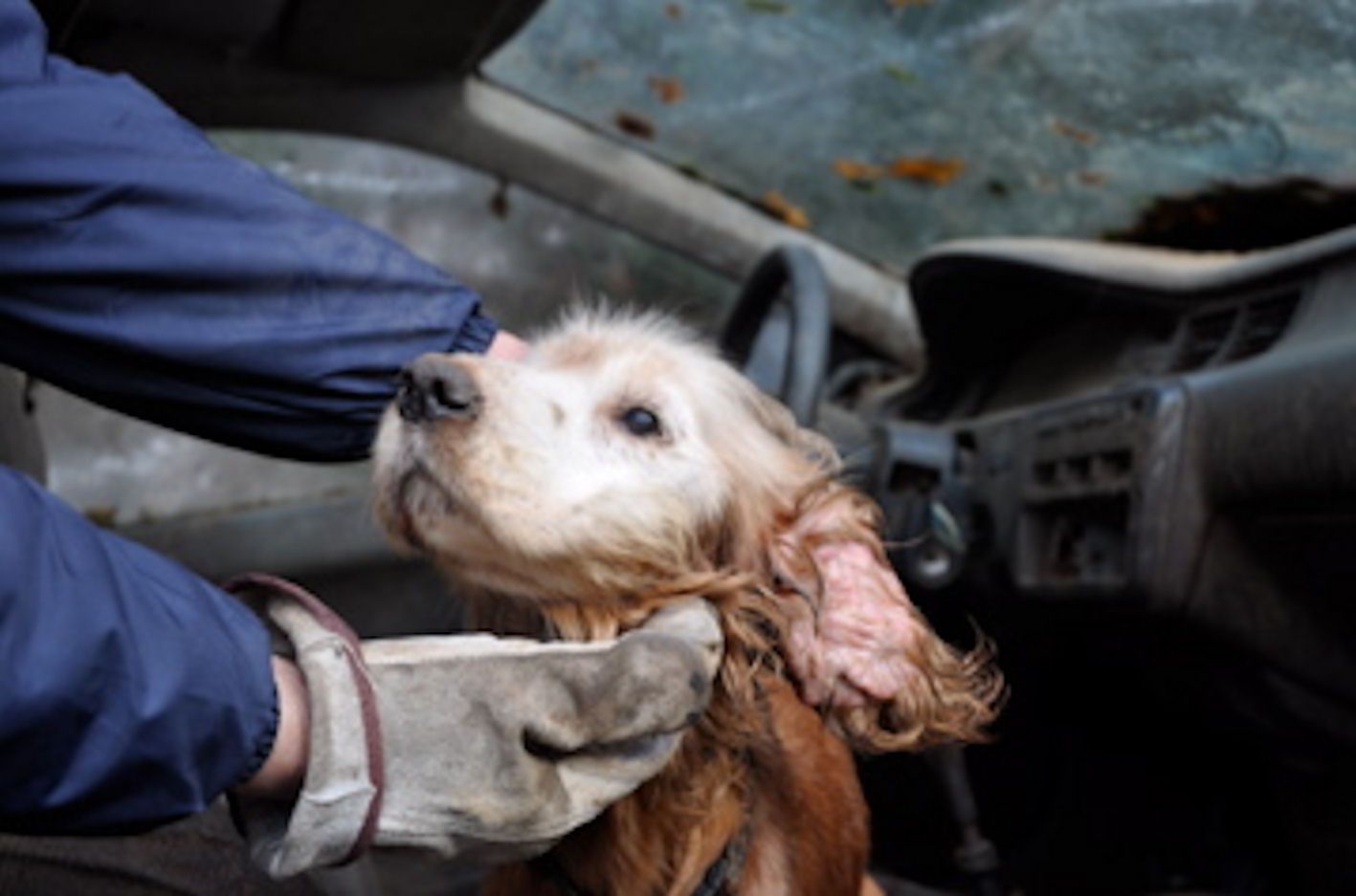 Récidive de maltraitance sur animaux, 120 chiens cockers