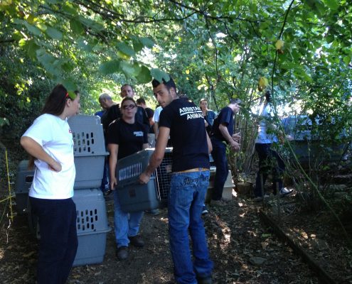 Fondation assistance aux animaux