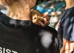 Chiot cocker sauvé par la Fondation assistance aux animaux