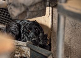 Cocker sauvé par la FAAA