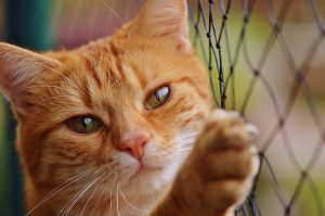 Chat en attente d'une famille