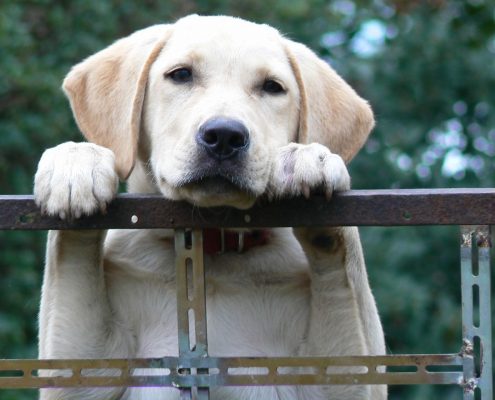 Chien en refuge animalier