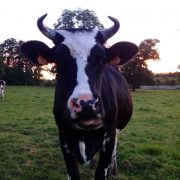 Vache à la ferme pédagogique