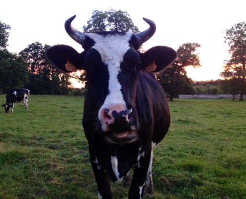 Vache à la ferme pédagogique