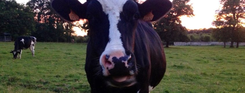 Vache à la ferme pédagogique