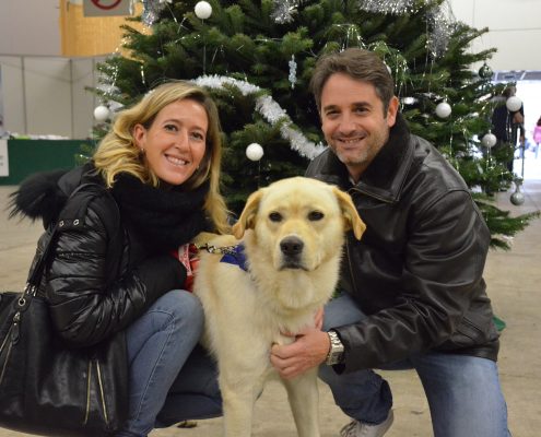 Adoption chien noël