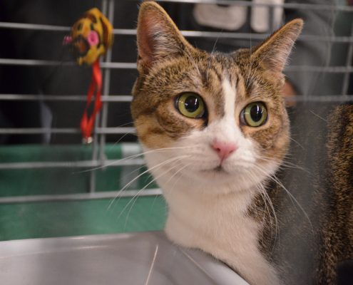 Chat à adopter Ile de France