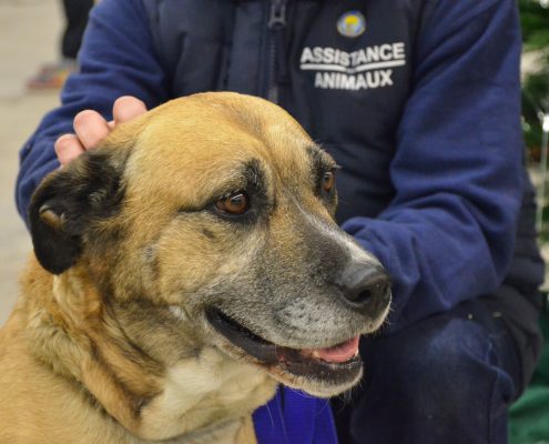 Chien à adopter Ile de France