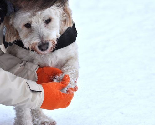 Chien froid aux pattes