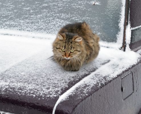 Chat extérieur hiver