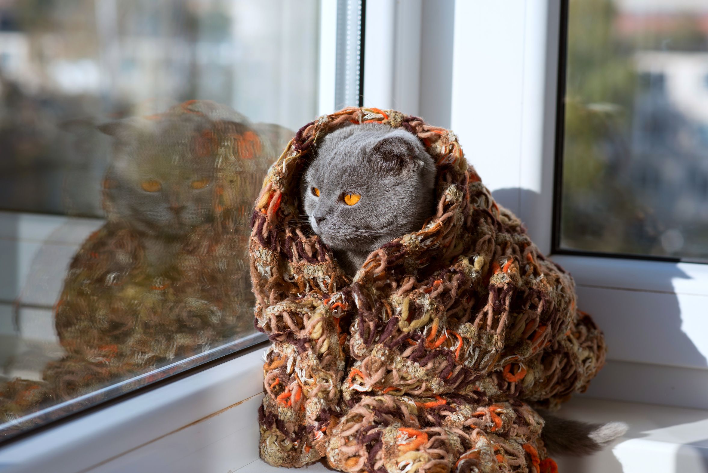 Comment Proteger Un Animal Du Froid Ou Du Gel Nos Conseils Pour L Hiver Fondation Assistance Aux Animaux Actualites Comment Proteger Un Animal Du Froid Ou Du Gel Nos Conseils Pour L Hiver Fondation Assistance Aux Animaux Actualites