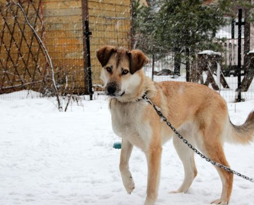 Chien d'extérieur