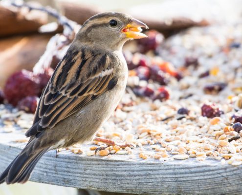 Oiseaux en hiver photos