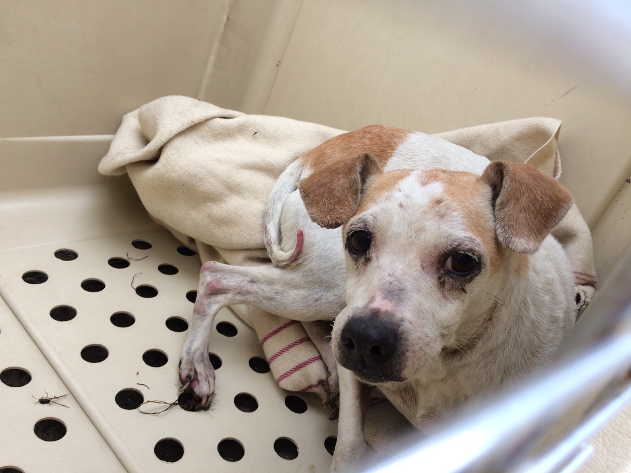 Chiens à Adopter 30 Millions D Amis 40 chiens sauvés en Bretagne, prochainement à l'adoption dans le 77 et 78 -  Fondation Assistance aux Animaux - Actualités