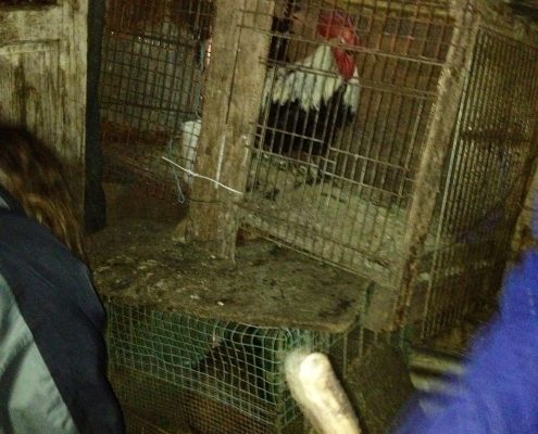 Coq en cage