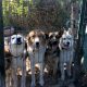 Huskies et Bergers allemands