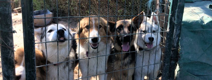 Huskies et Bergers allemands