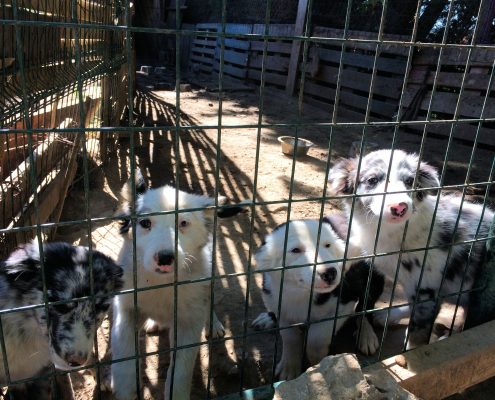 Sauvetage de chiens Border Collie