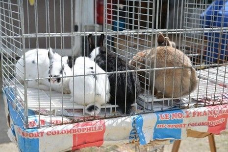 Lapins en cage