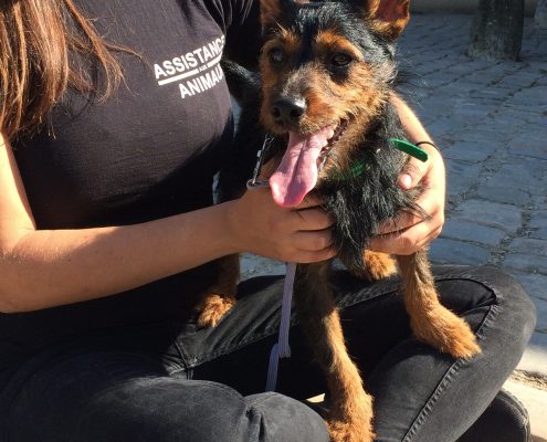 Jeune chien maltraité Paris