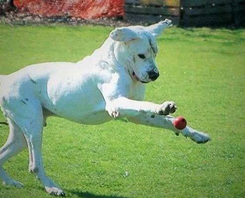 Dogue argentin blanc