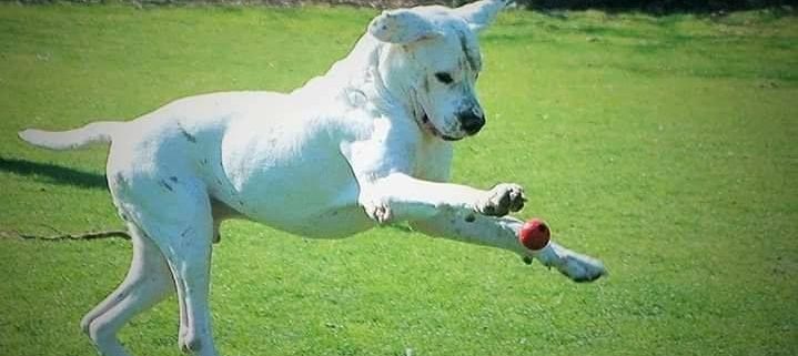 Dogue argentin blanc