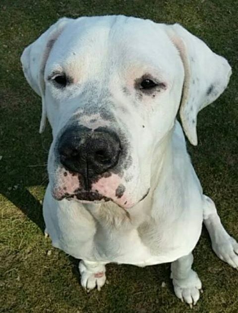 Dogue argentin à adopter