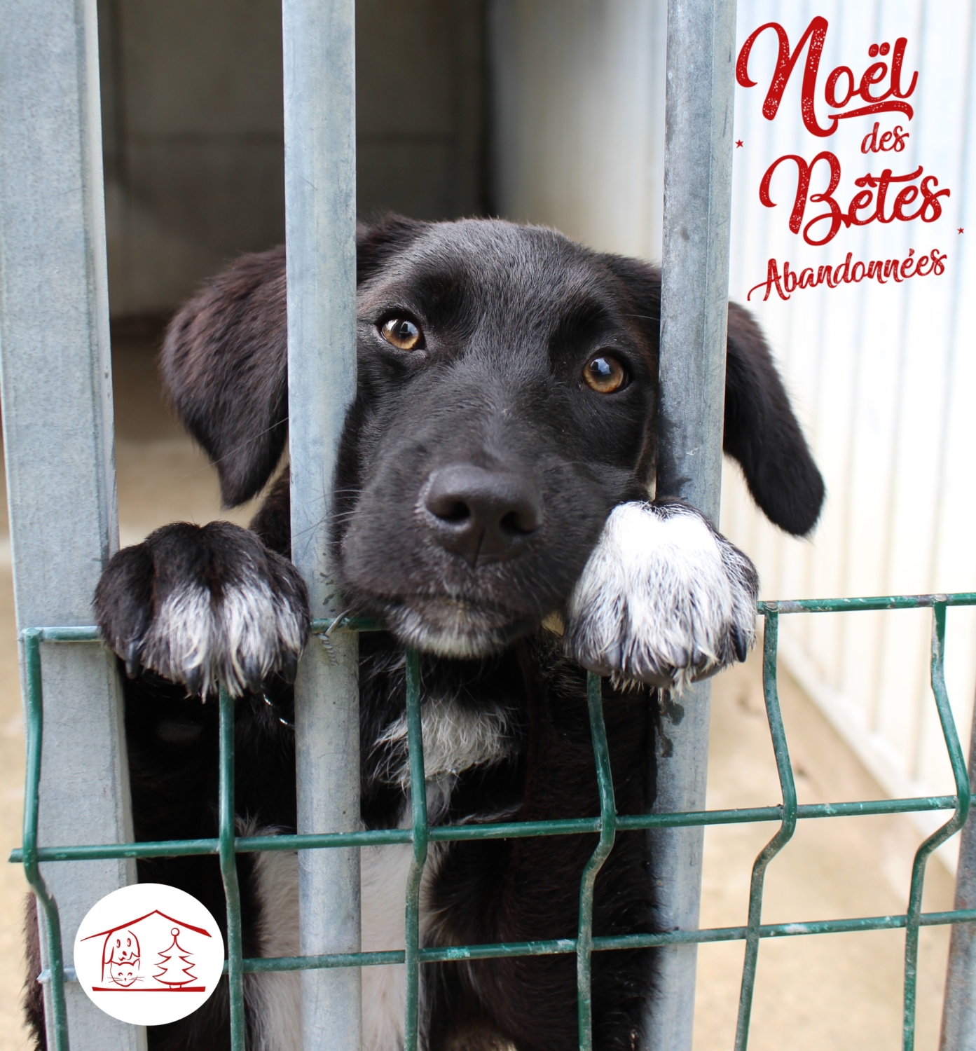 Noël des Bêtes Abandonnées à Nice Fondation Assistance